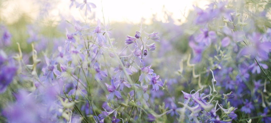 Porque podemos nos alegrar diante de problemas e lutas