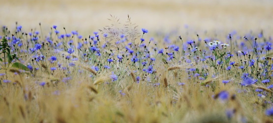 Não se trata de dedicação