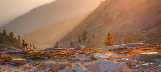 Enfrentando os desafios