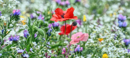 Um coração longe de Deus
