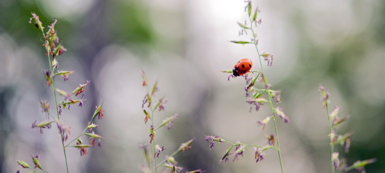 Tratando dos próprios interesses