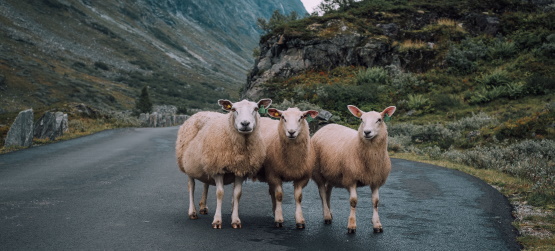 A diferença entre o ladrão e o bom pastor