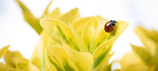 Insistimos nas regras, não na misericórdia