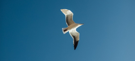 Compreendemos o que é a verdade?