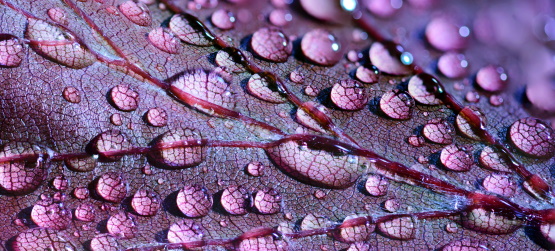 Por pertencermos a luz