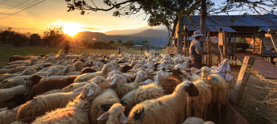 Sejam exemplos para o rebanho