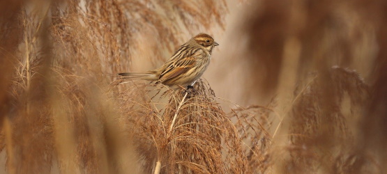 Encher do conhecimento da vontade do Senhor