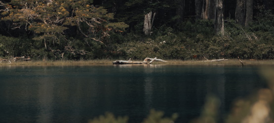 A expressão da compaixão