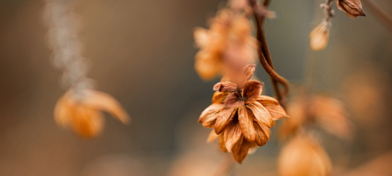 Dependemos inteiramente de Deus