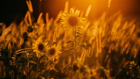 Andando conforme o cuidado de Deus