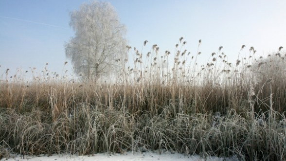 O interesse próprio revelado