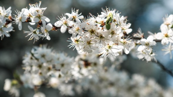 O Senhor faz segundo a Sua vontade