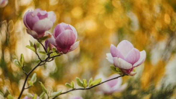 Uma questão de semear e colher o que Deus nos entrega