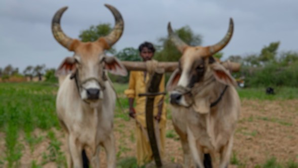 Não é o jugo religioso que salva
